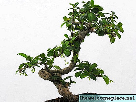 Como bonsai uma planta de jade