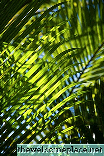 Como criar palmeiras com ramificações