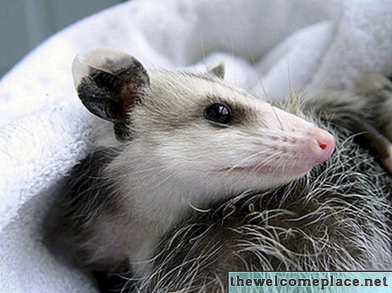 Wie man ein Opossumhaus baut
