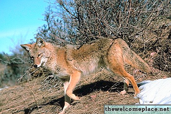 Wie man einen hölzernen Kojote-Zaun errichtet