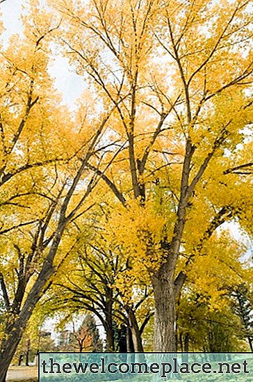 Cómo calcular la densidad del árbol