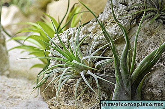 Cómo cuidar las plantas de aire