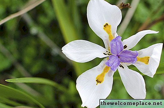 Pflege einer afrikanischen Iris