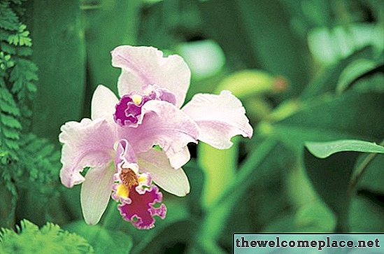 Een bamboe-orchidee verzorgen