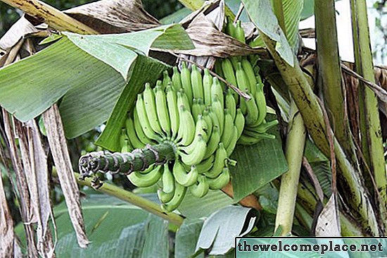 Sådan plejes banantræer for at få bananer