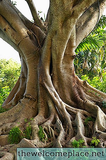 Hoe zorg je voor een Bodhi- of Bo-boom
