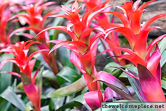 Pflege einer Bromelienpflanze nach dem Absterben der Blüte