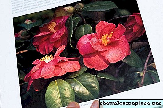 Hoe zorg je voor een Camellia Bush