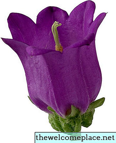 Pflege für Campanula