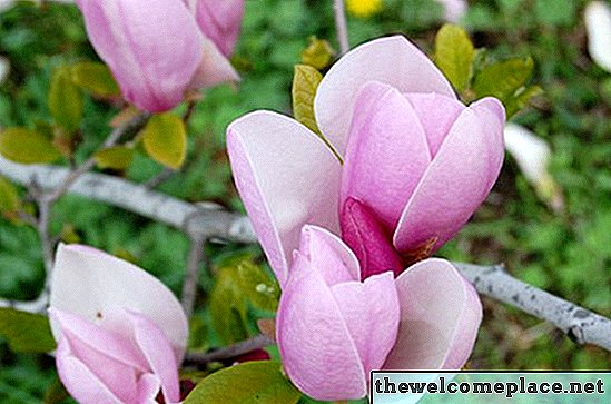 Come prendersi cura di un albero di magnolia cinese