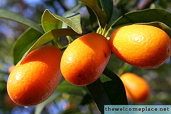 Jak se starat o citrusovník v Arizoně