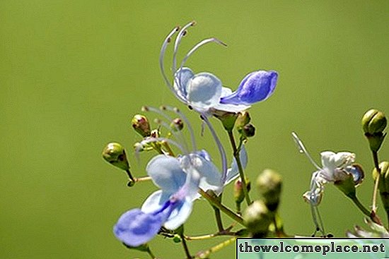 Hoe verzorg je Clerodendrum-planten?