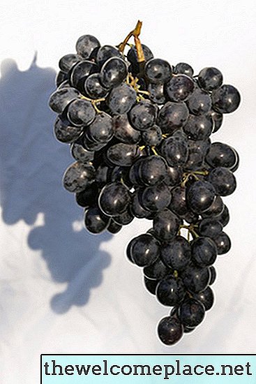 Cómo cuidar una vid de uva Concord