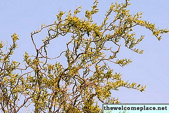 Hvordan ta vare på et korketrekker Willow Tree