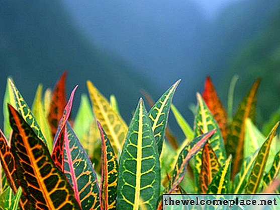 Como cuidar de um Croton Petra