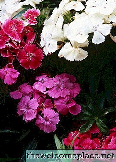 Hoe zorg je voor Dianthus-planten
