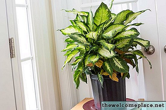 Dieffenbachia की देखभाल कैसे करें