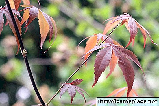 Wie man einen zwergartigen japanischen Ahornbaum pflegt