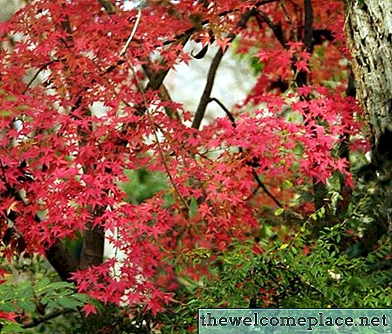 Ölmek üzere olan bir Japon Maple Tree Bakımı nasıl