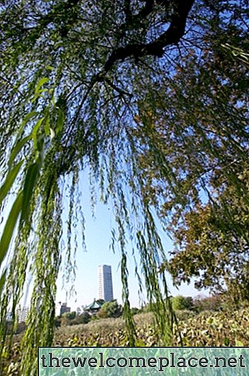 Cara Merawat Pohon Willow yang Menangis Sekarat