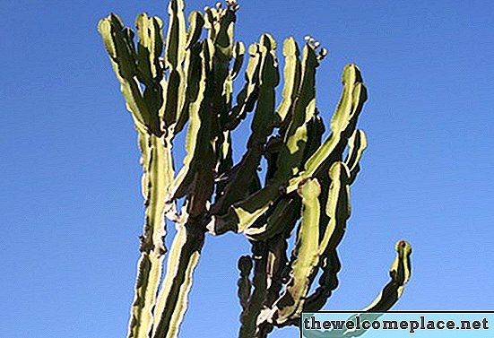 Como cuidar de uma planta Euphorbia Ingens