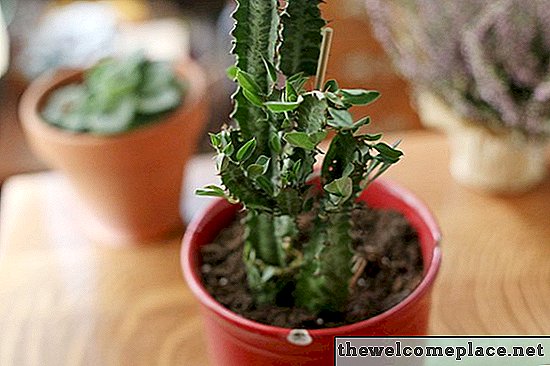 Sådan tager man sig af en Euphorbia Trigona