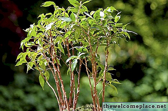 Comment prendre soin de Ficus Benjamina