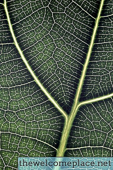 Cómo cuidar la planta de higo de hoja de violín