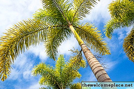 Hvordan ta vare på en Foxtail-palme