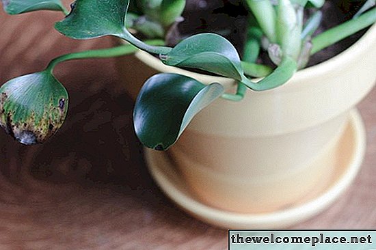 Comment entretenir les plantes de jacinthe à l'intérieur