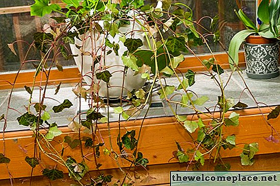 Pflege für Indoor Ivy
