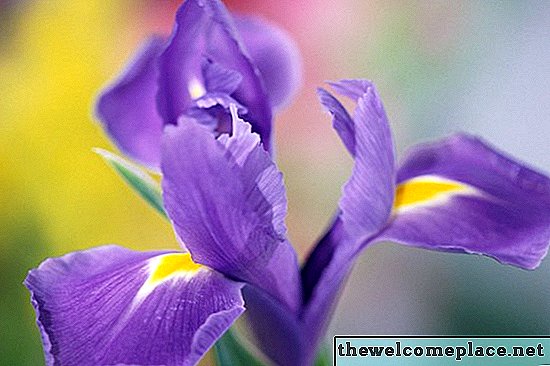 Pflege von Irispflanzen nach der Blüte
