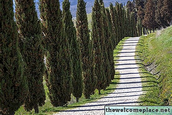 Hur man tar hand om italienska cypressträd