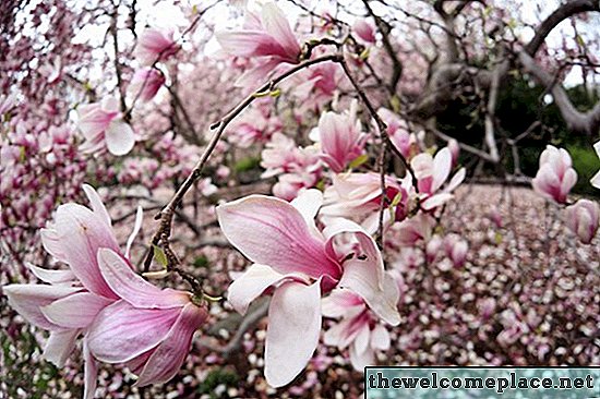 Jak dbać o japońską magnolię