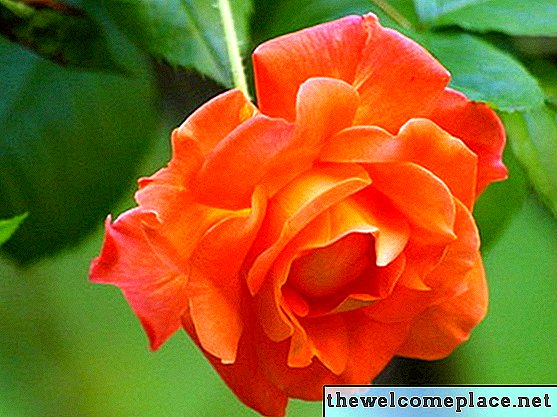 Hogyan vigyázzon egy Joseph's Coat hegymászó rózsa kezelésére