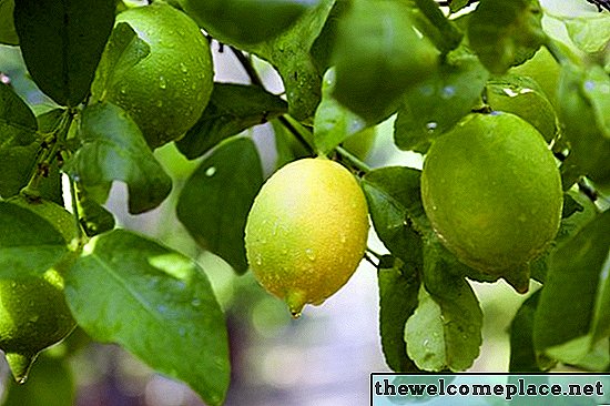 Como cuidar de uma árvore de limão