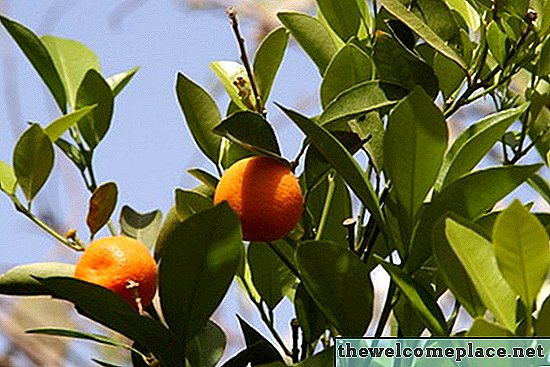 Wie man sich um einen Mandarinenbaum kümmert