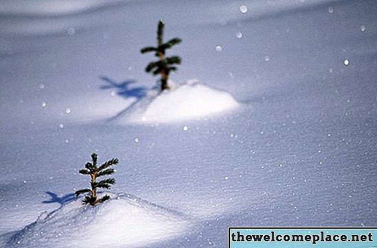 Kā rūpēties par miniatūriem, podos ieskautiem Ziemassvētku kokiem
