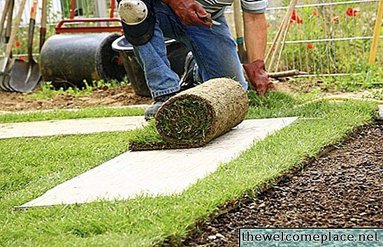 Hoe zorg je voor nieuwe Fescue Sod