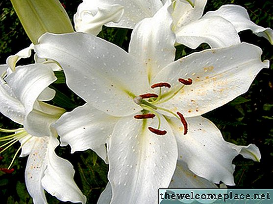 Πώς να φροντίσετε για τα Oriental Lilies σε εσωτερικούς χώρους
