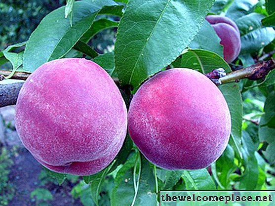 Kaip prižiūrėti persikų medį, kad būtų dideli persikai