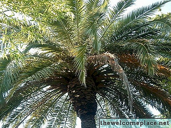 Como cuidar de uma palmeira Pindo