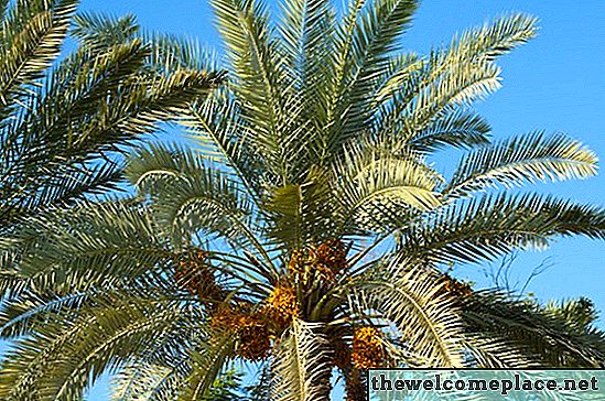Hvordan ta vare på en ananaspalm
