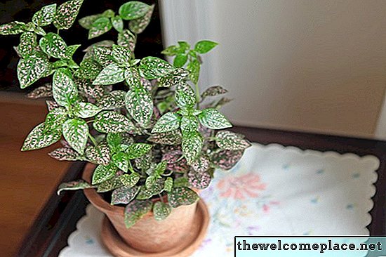 Cum să aveți grijă pentru o plantă de tip Polka Dot