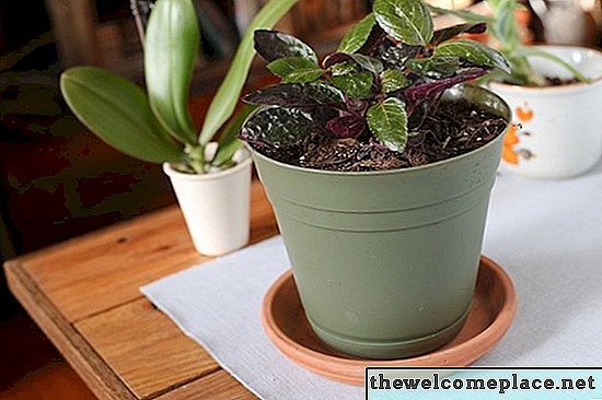 Kā rūpēties par purpursarkano vafeļu augu
