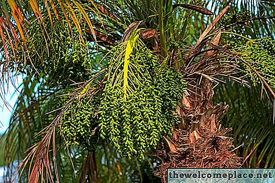 Hvordan ta vare på en Robellini-palme