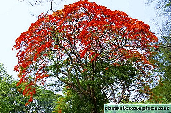 كيفية رعاية شجرة Poinciana الملكية