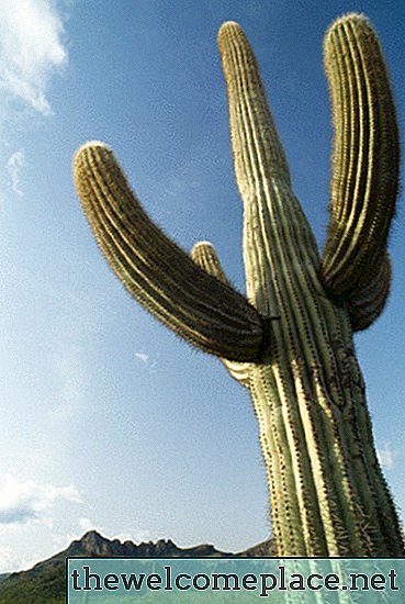 Cómo cuidar un cactus saguaro en interiores