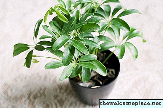 Pflege einer Schefflera-Pflanze