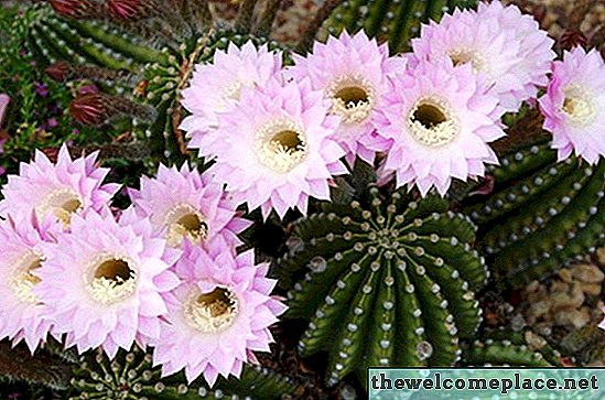 Cómo cuidar una planta de cactus de flores de paja